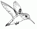 hummingbird500.gif